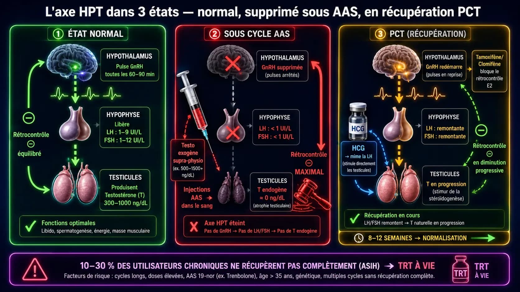 Axe hypothalamo-hypophyso-testiculaire (HPT) : le mécanisme complet