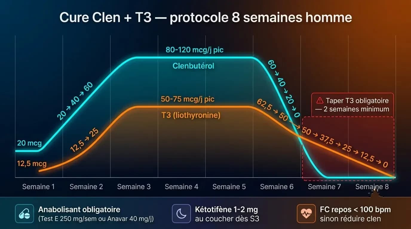 Cure Clenbutérol + T3 : le protocole combiné, synergie, risques et surveillance