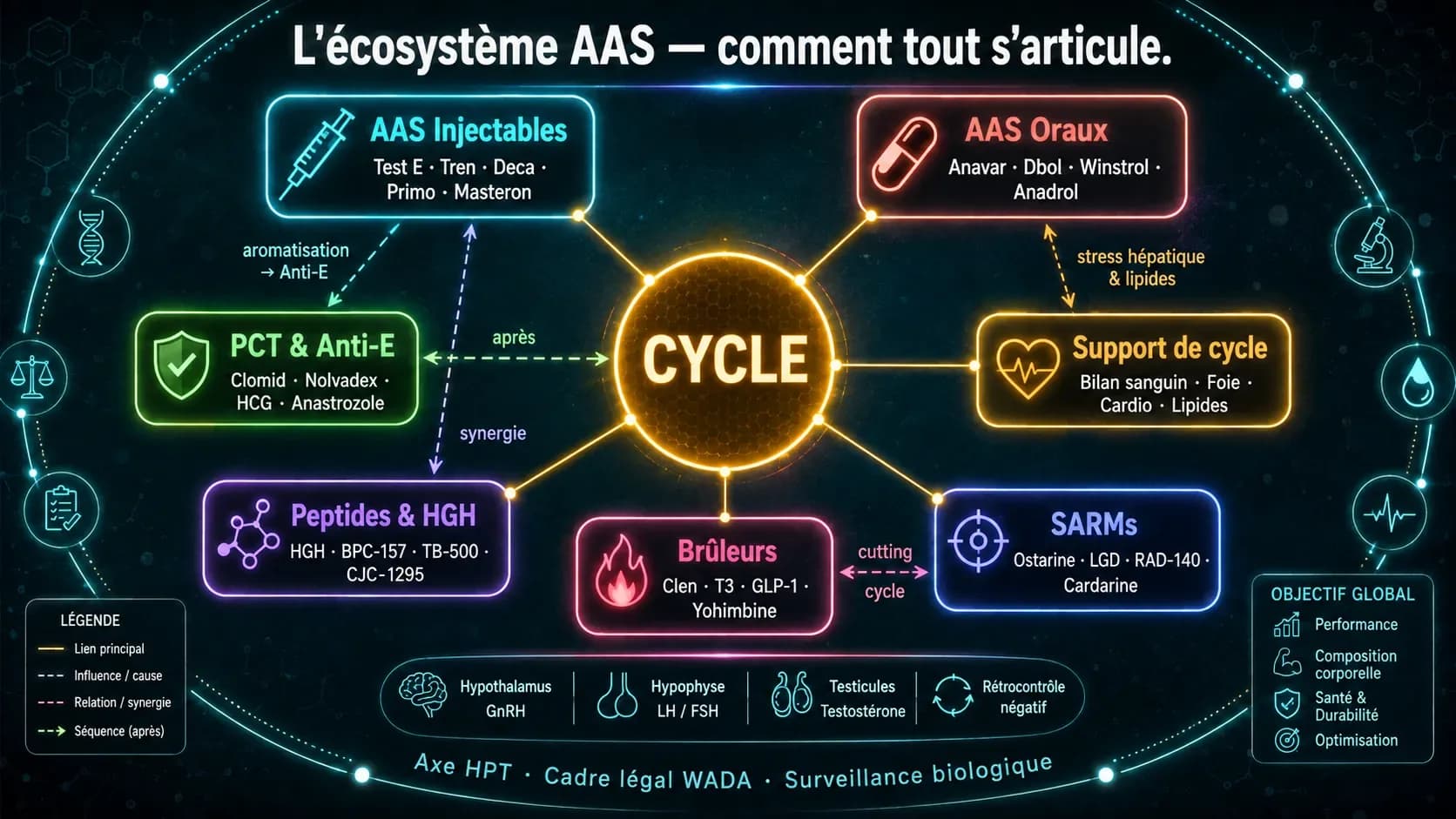 Glossaire des stéroïdes et de la musculation : lexique complet
