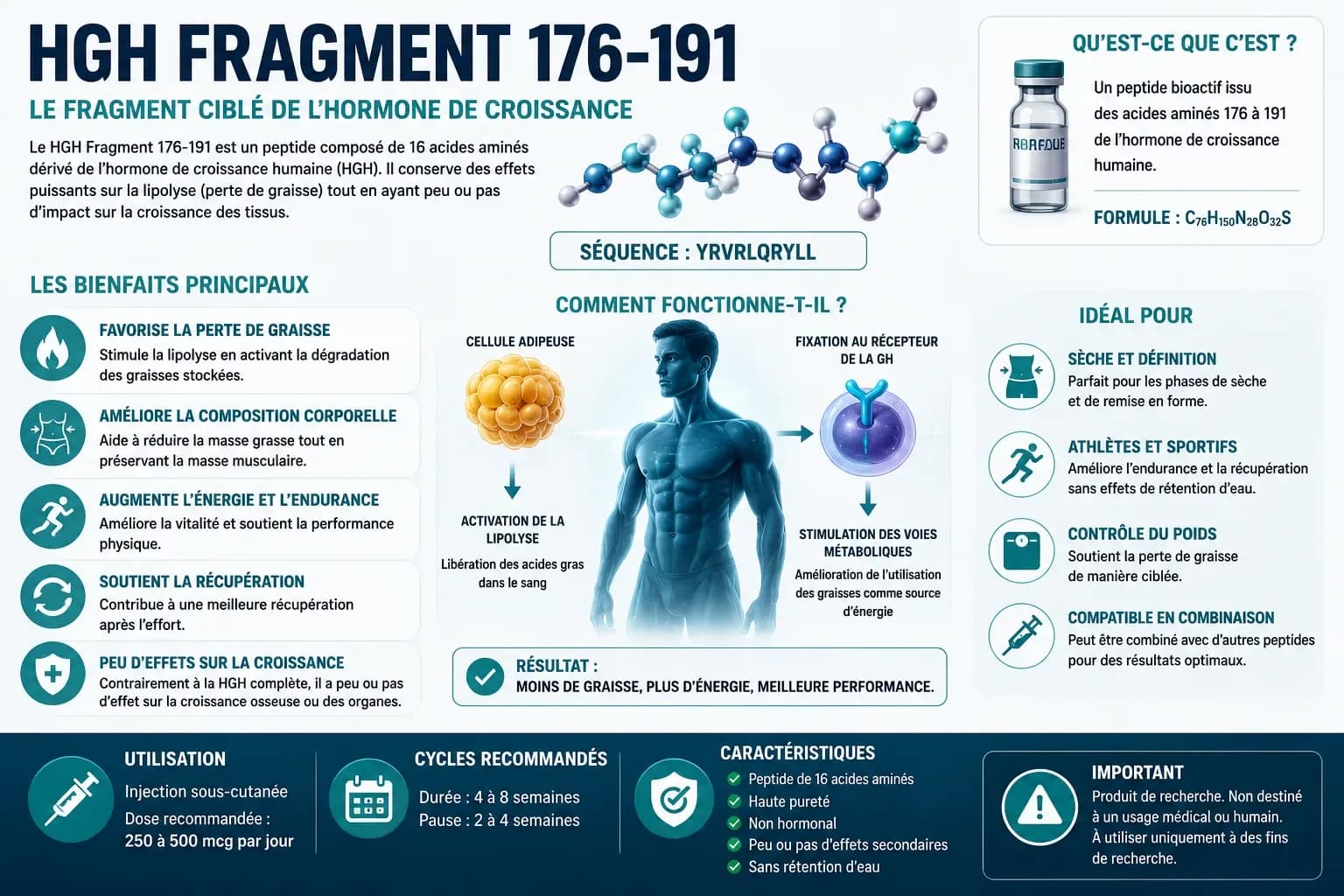 Infographie du mécanisme lipolytique du HGH Fragment 176-191 montrant la liaison au récepteur bêta-3-adrénergique de l'adipocyte puis la cascade intracellulaire Gαs AMPc PKA HSL périlipine aboutissant à la lipolyse des triglycérides et l'inhibition de la