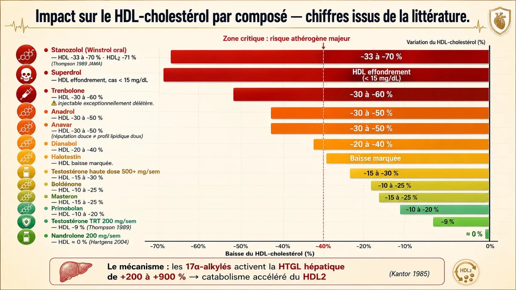 Stéroïdes anabolisants, cholestérol et profil lipidique : mécanismes et interprétation