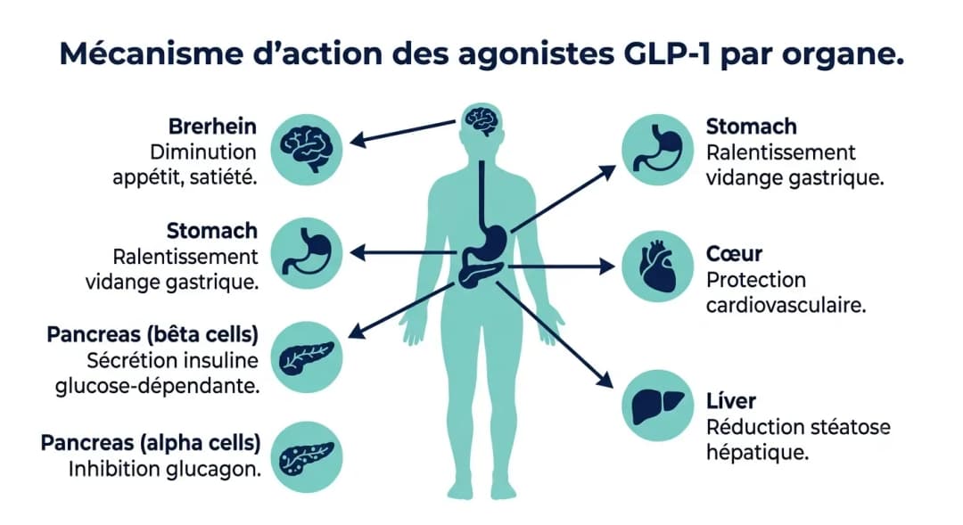 Infographie mécanisme d'action des agonistes GLP-1 montrant les effets sur le cerveau, l'estomac, le pancréas, le cœur et le foie