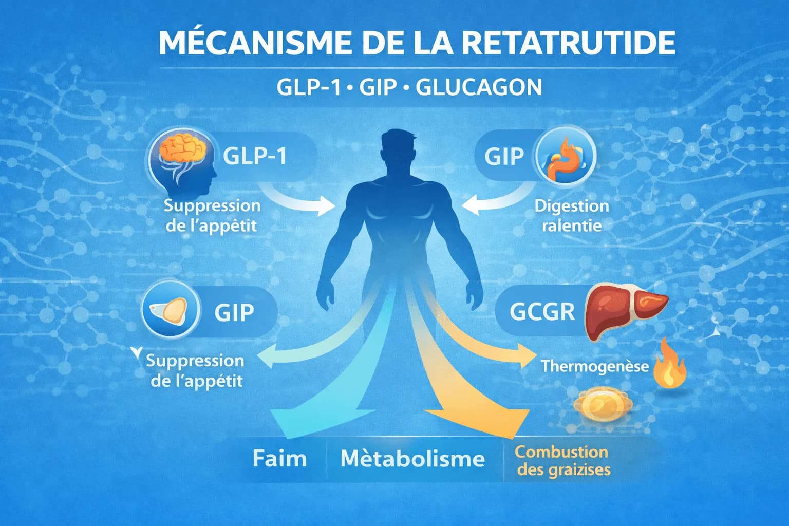 Mécanisme de la Retatrutide : effets sur les récepteurs GLP-1, GIP et glucagon