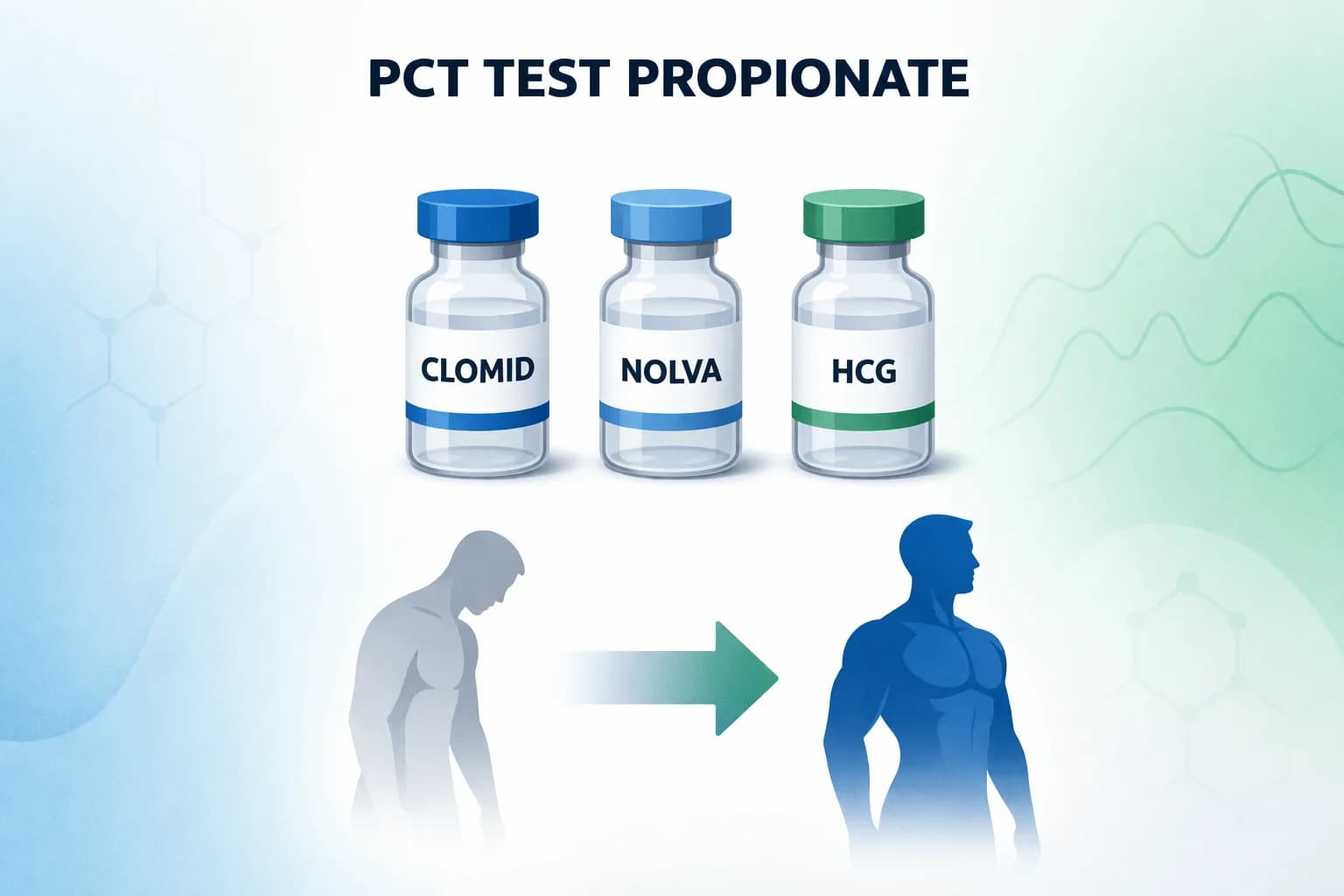 PCT de Testosterone Propionate : Quand Commencer et Protocole de Récupération