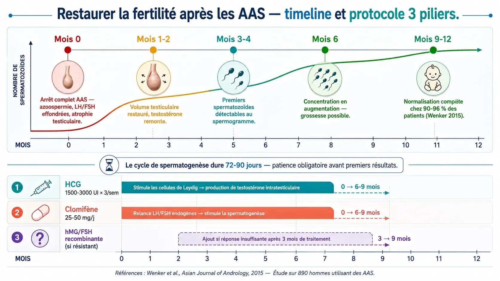 Stéroïdes anabolisants et fertilité : restaurer la spermatogenèse pour un projet de paternité