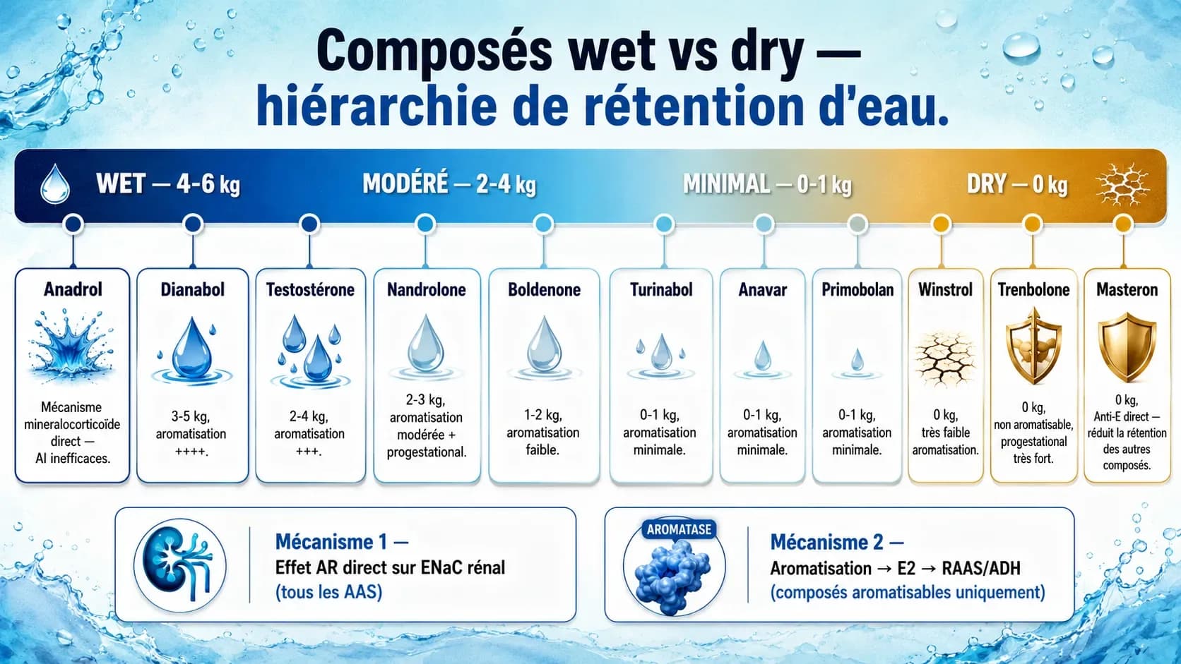 Rétention d'eau sous stéroïdes : mécanismes et gestion pratique