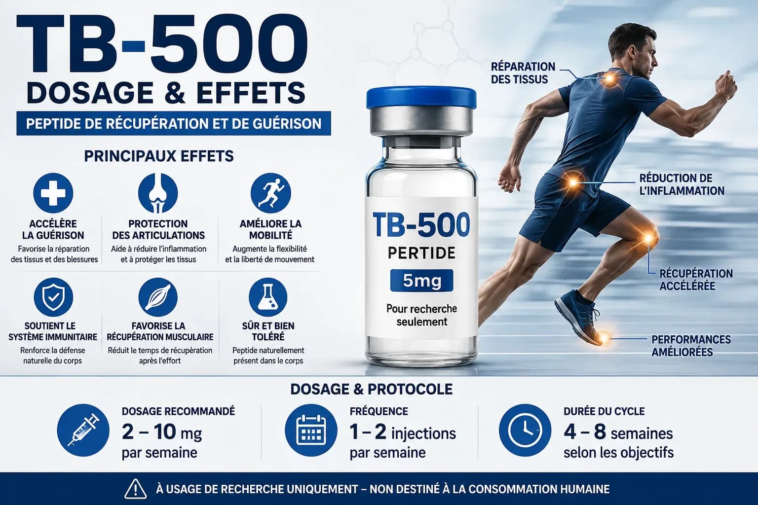 TB-500 (thymosine bêta-4) : effets, dosage, protocoles de récupération