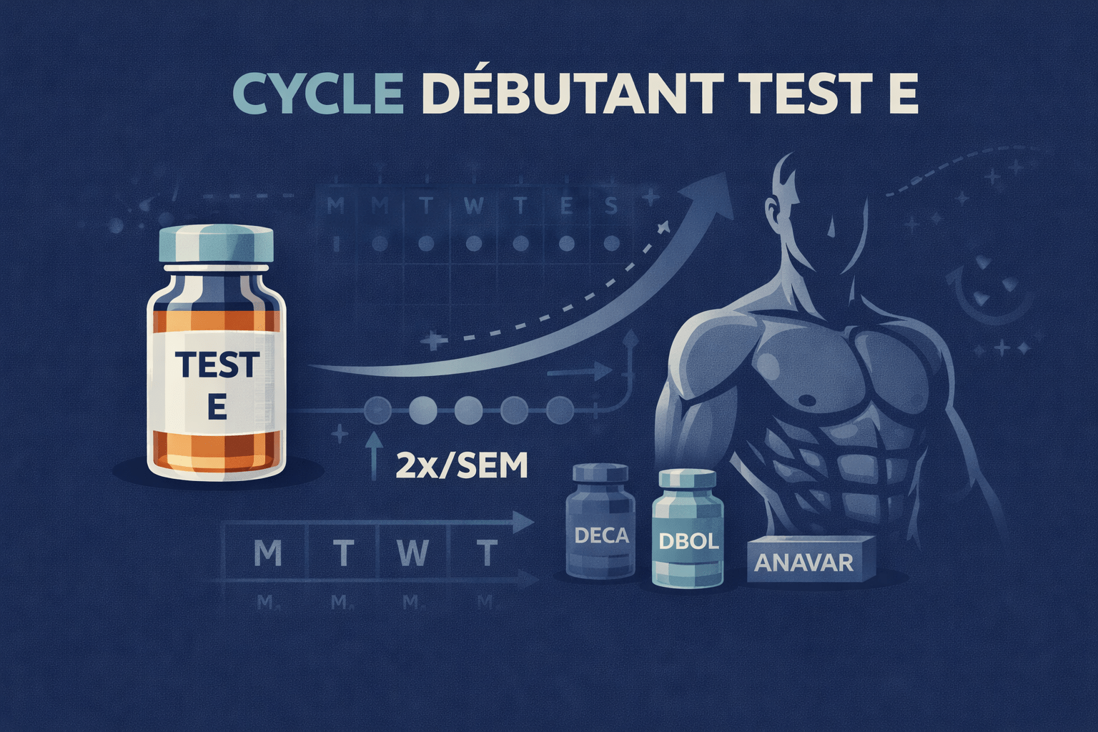 Illustration vectorielle montrant un flacon Test E, une silhouette masculine athlétique et des éléments visuels de cycle débutant pour la testostérone énanthate